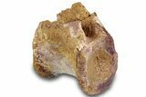 Triassic Fossil Phytosaur Caudal Vertebra - Texas #315724-1